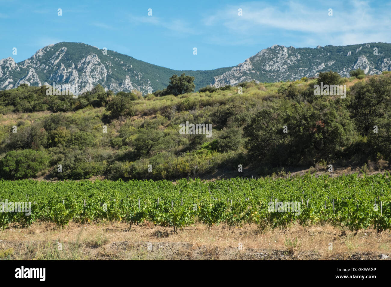 Trauben wachsen in berühmten Maury Wein Anbaugebiet in Roussillon Wein Region Frankreichs. Stockfoto