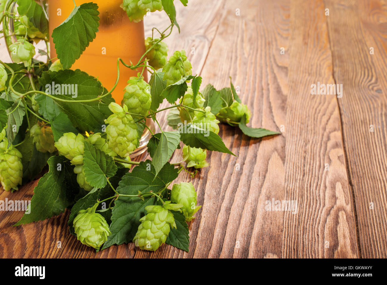 Bier und Hopfen Pflanze Stockfoto