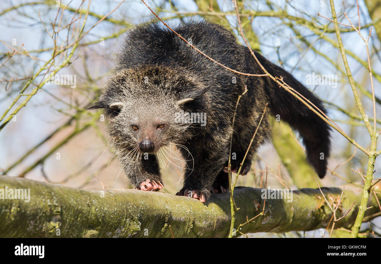Palawan binturong Fotos und Bildmaterial in hoher Auflösung Alamy