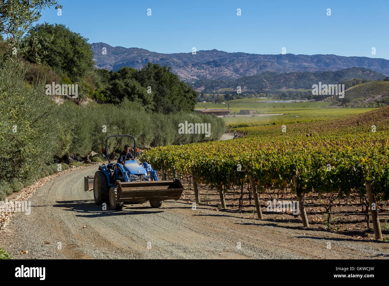 Weinberge Trauben, Reben, Weinberg, Weingut Arbeiter, Blankiet Estate, Yountville, Napa Valley, Napa County, Kalifornien, USA Stockfoto