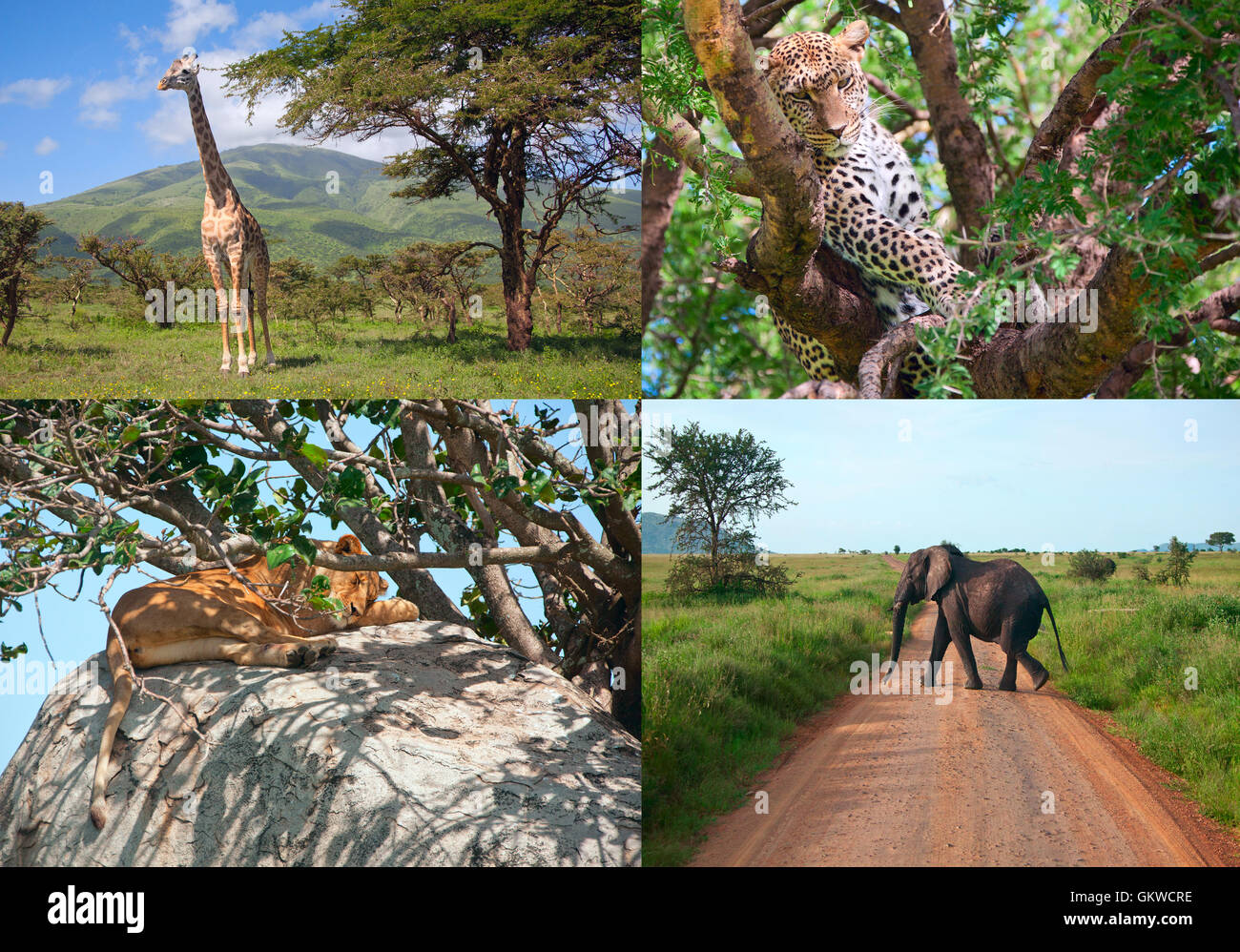 Safari In Afrika Reihe Von Wilden Tieren Stockfotografie Alamy safari-in-afrika-reihe-von-wilden-tieren-stockfotografie-alamy