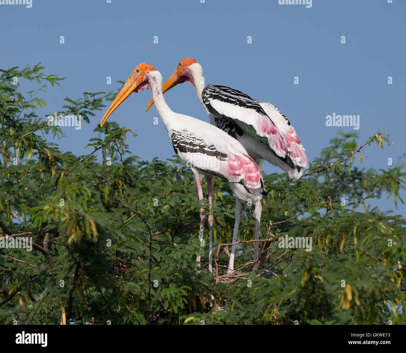 Bemalte Storchenpaar (Mycteria, Leucocephala) ein Nest baut. Stockfoto