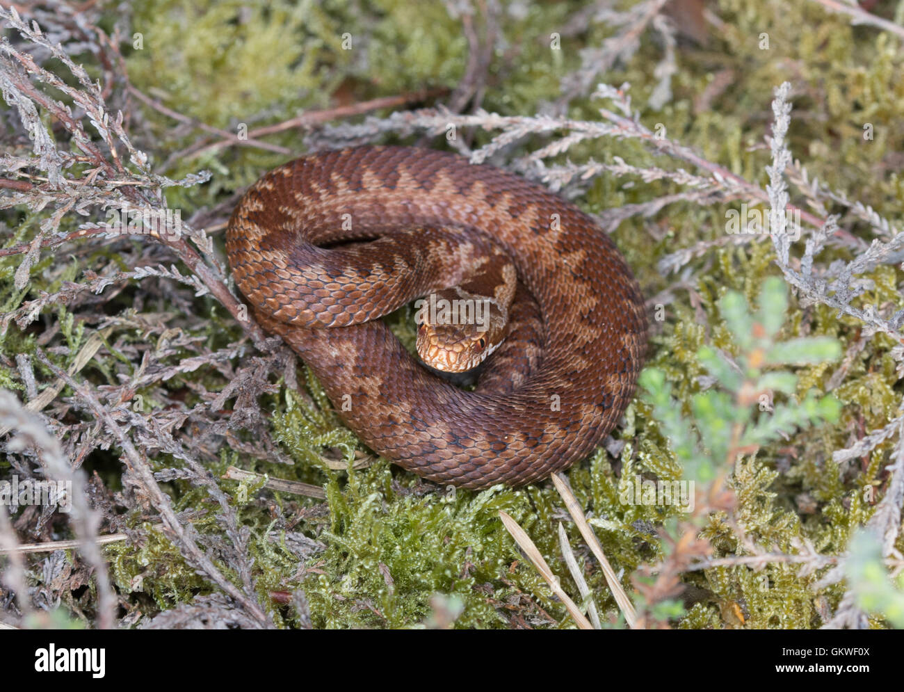 Juvenile Kreuzotter (Vipera Berus) mit Ingwer Zick-Zack-Markierungen Stockfoto