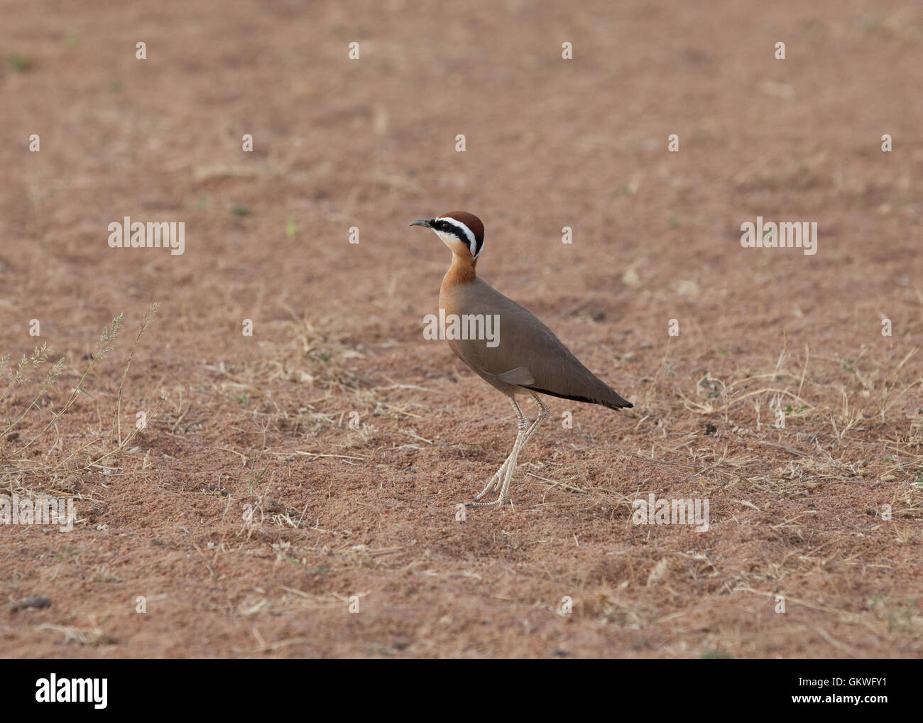 Indischen Renner (Cursorius Coromandelicus) im Koonthankulam Bird Sanctuary, Indien. Stockfoto