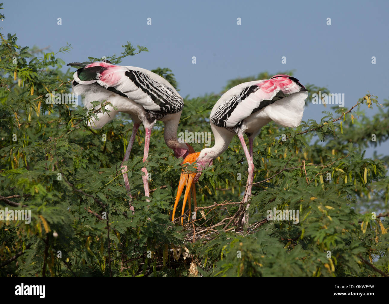 Bemalte Storchenpaar (Mycteria, Leucocephala) ein Nest baut. Stockfoto