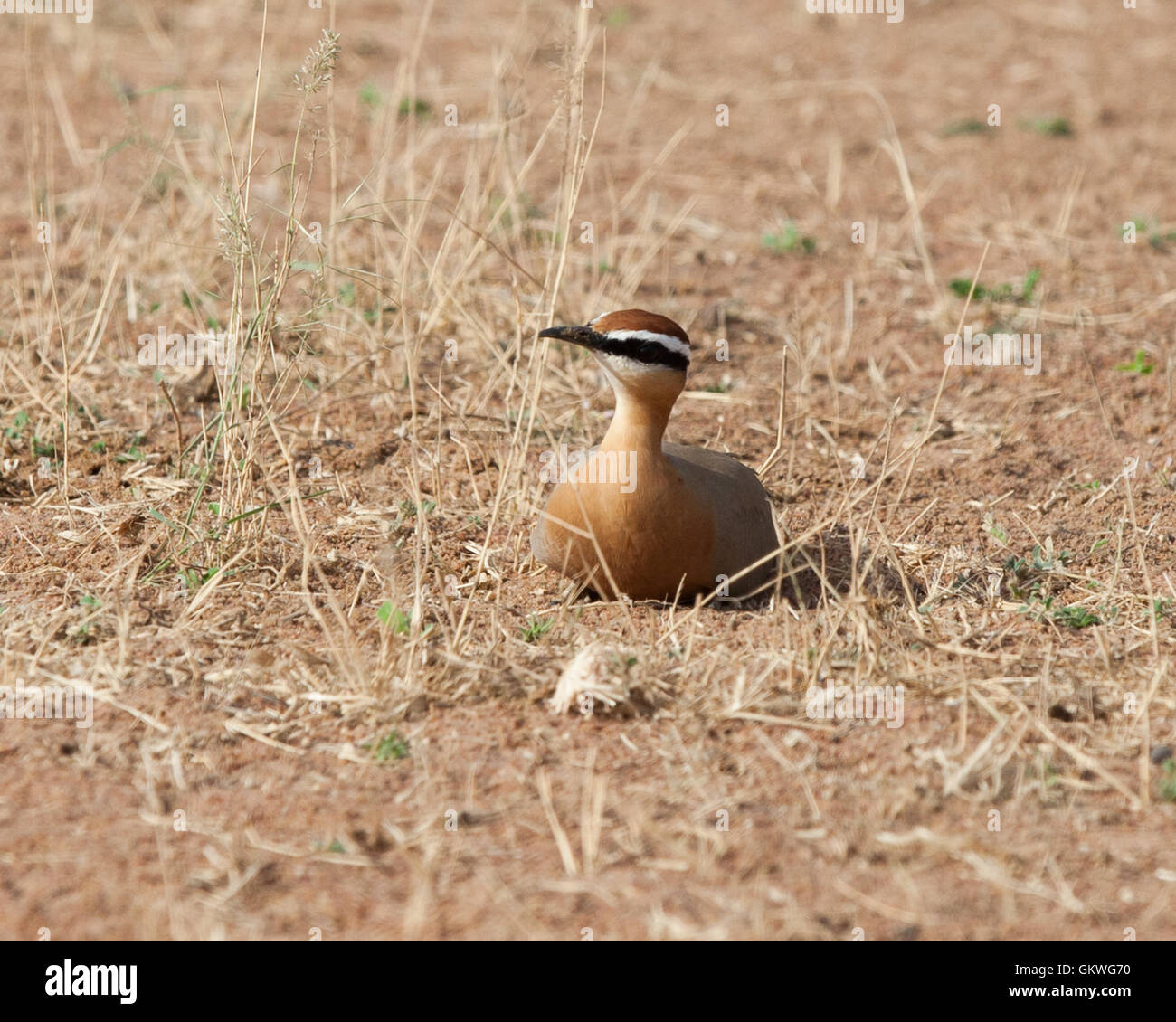 Indischen Renner (Cursorius Coromandelicus) im Koonthankulam Bird Sanctuary, Indien. Stockfoto