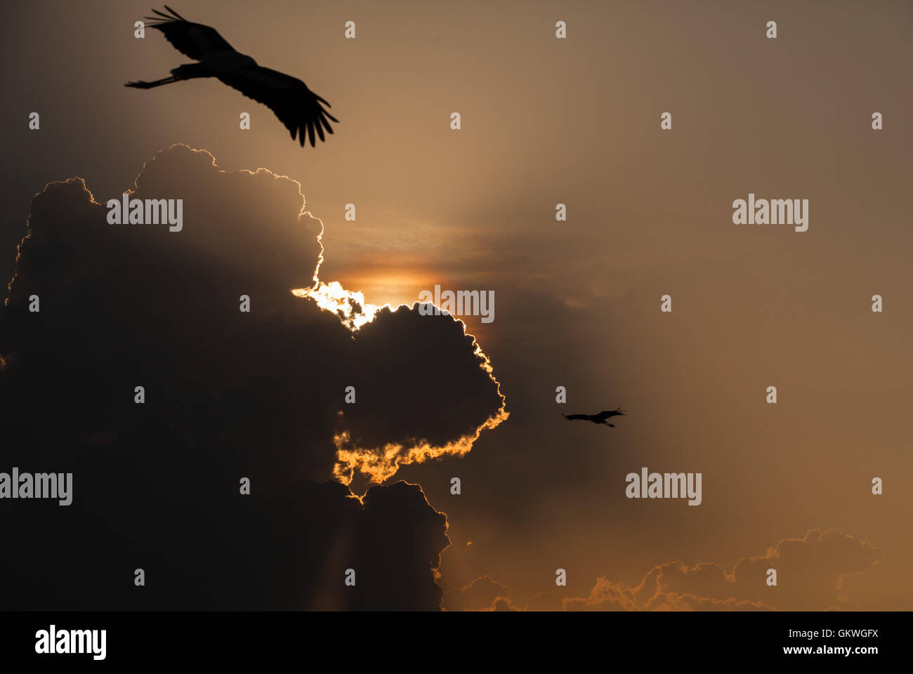 Dramatische bewölkten Himmel bei Sonnenuntergang, Koonthankulam Bird Sanctuary, India.   Reisen- Stockfoto