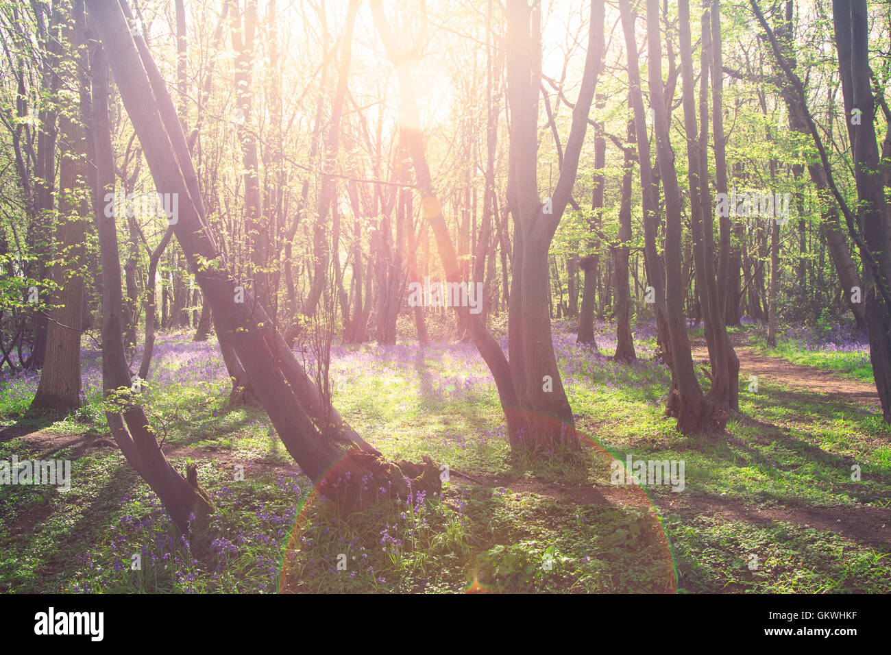 Der Wald Stockfoto