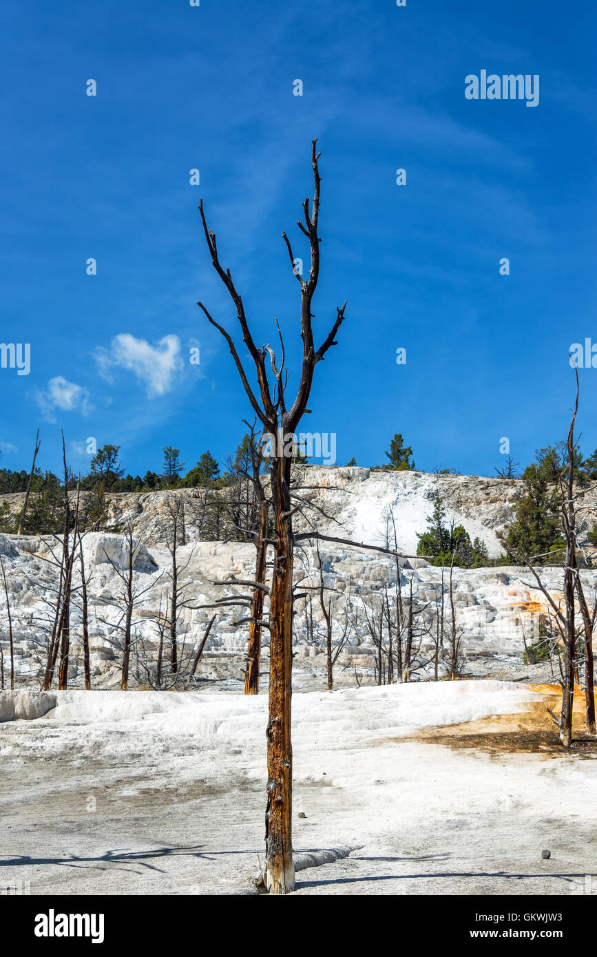 Vertikale Ansicht von tot kargen Bäumen in Mammoth Hot Springs im Yellowstone-Nationalpark Stockfoto