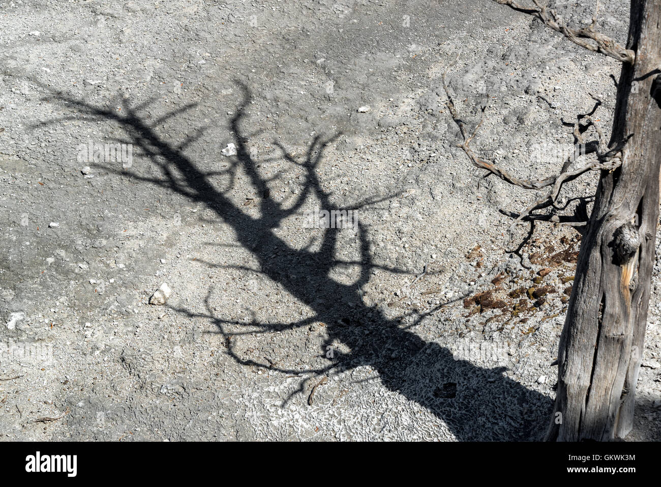 Toter Baum wirft einen Schatten in Mammoth Hot Springs im Yellowstone-Nationalpark Stockfoto