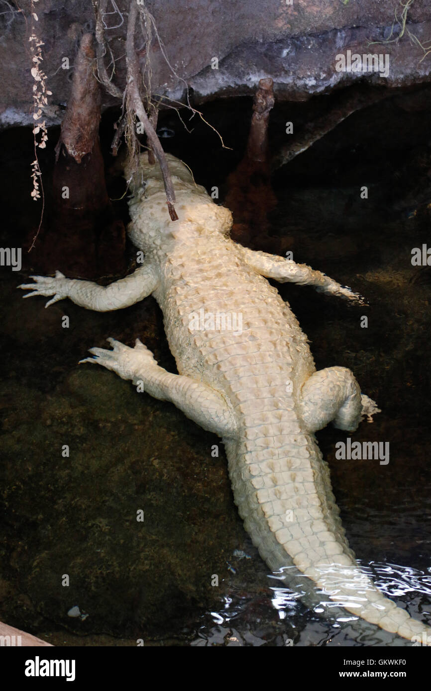 Seltene weiße Albino-Krokodil Stockfoto