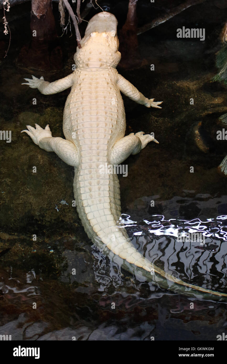 Seltene weiße Albino-Krokodil Stockfoto