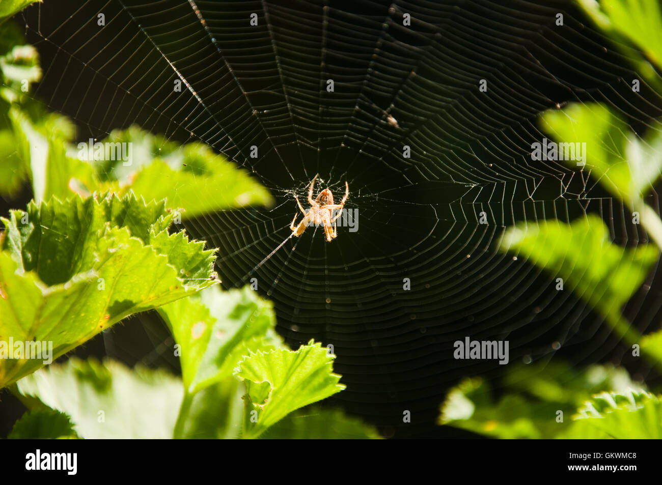 eine Spinne und ihr Netz in den Blättern, Italien Stockfoto