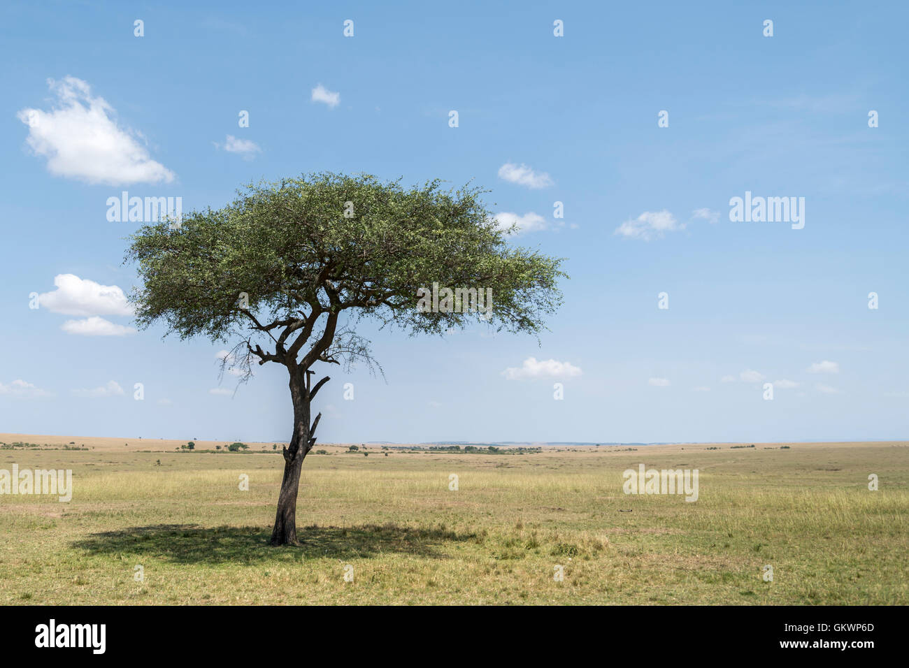 Safari, Kenia, Tansania, Sambia, Tierwelt, Löwen, fünf großen, park, Serengeti, Landschaft, Mara, Tierwelt, blau, Himmel, Serengeti Stockfoto