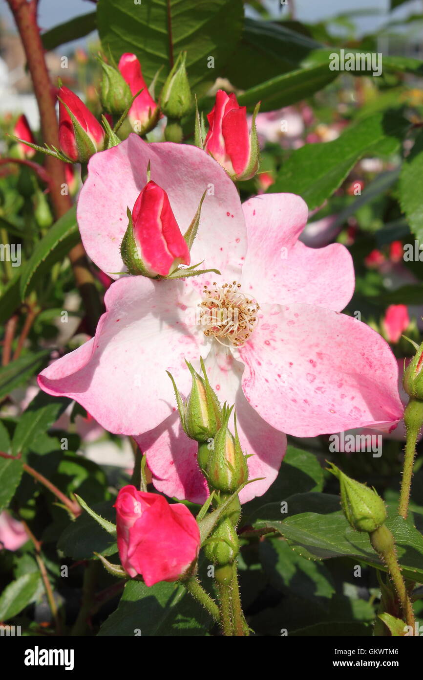 Bush von rosa Rosenblüten Stockfoto