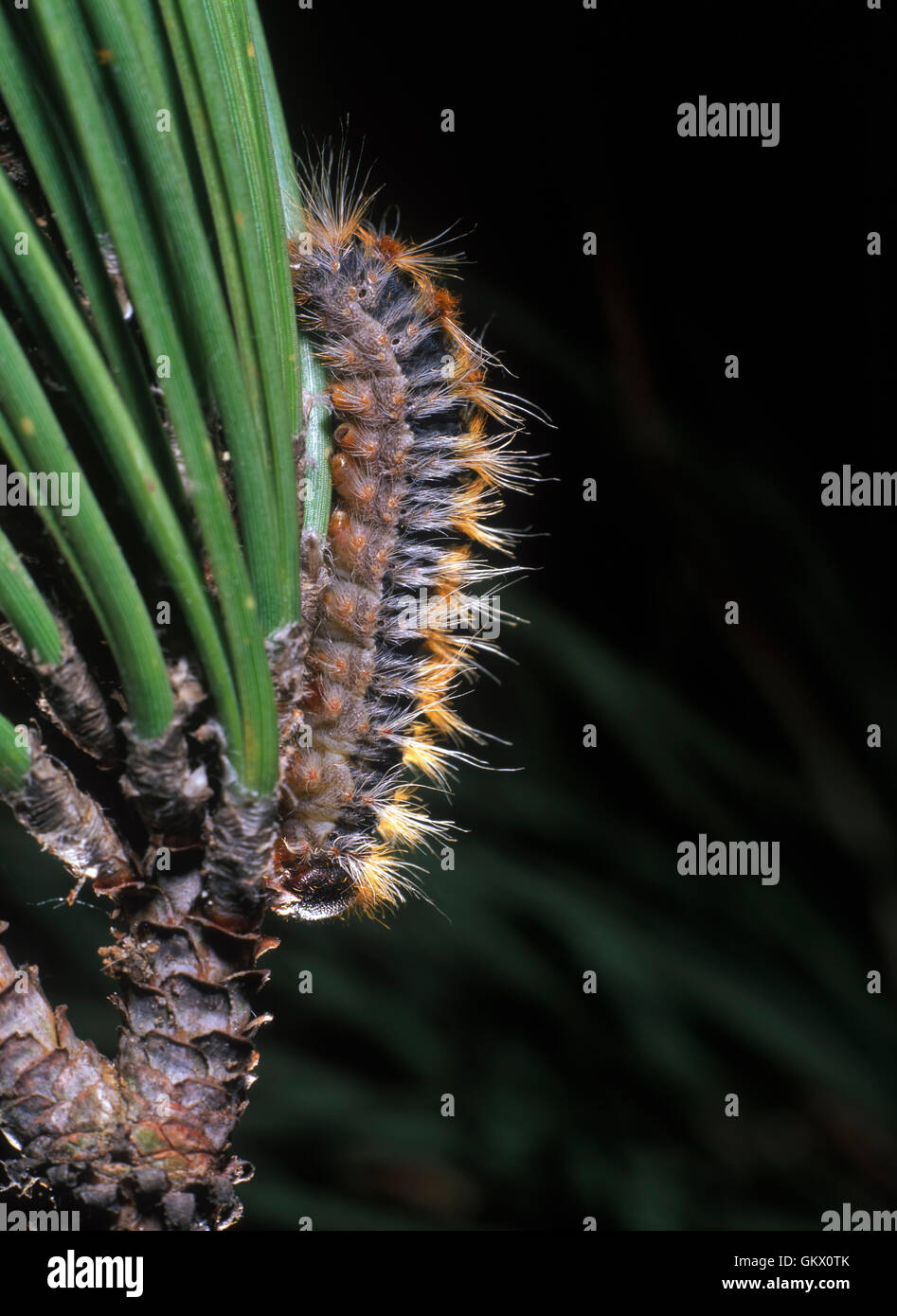 Kiefer Pinienprozessionsspinner, Thaumetopoea Pityocampa. Caterpillar