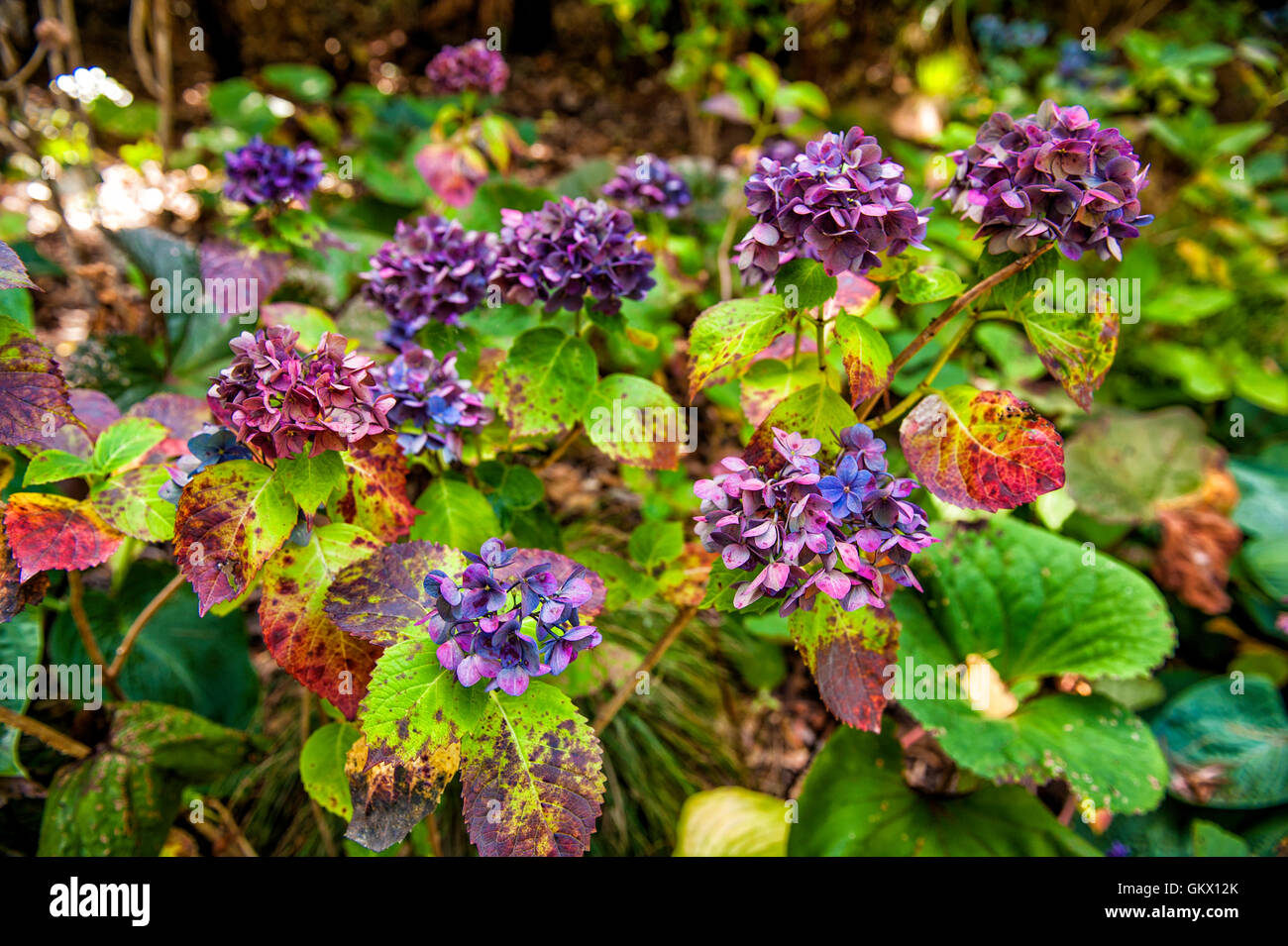 Bunte Hortensie Blumen im Botanischen Garten in Wellington, Neuseeland Stockfoto