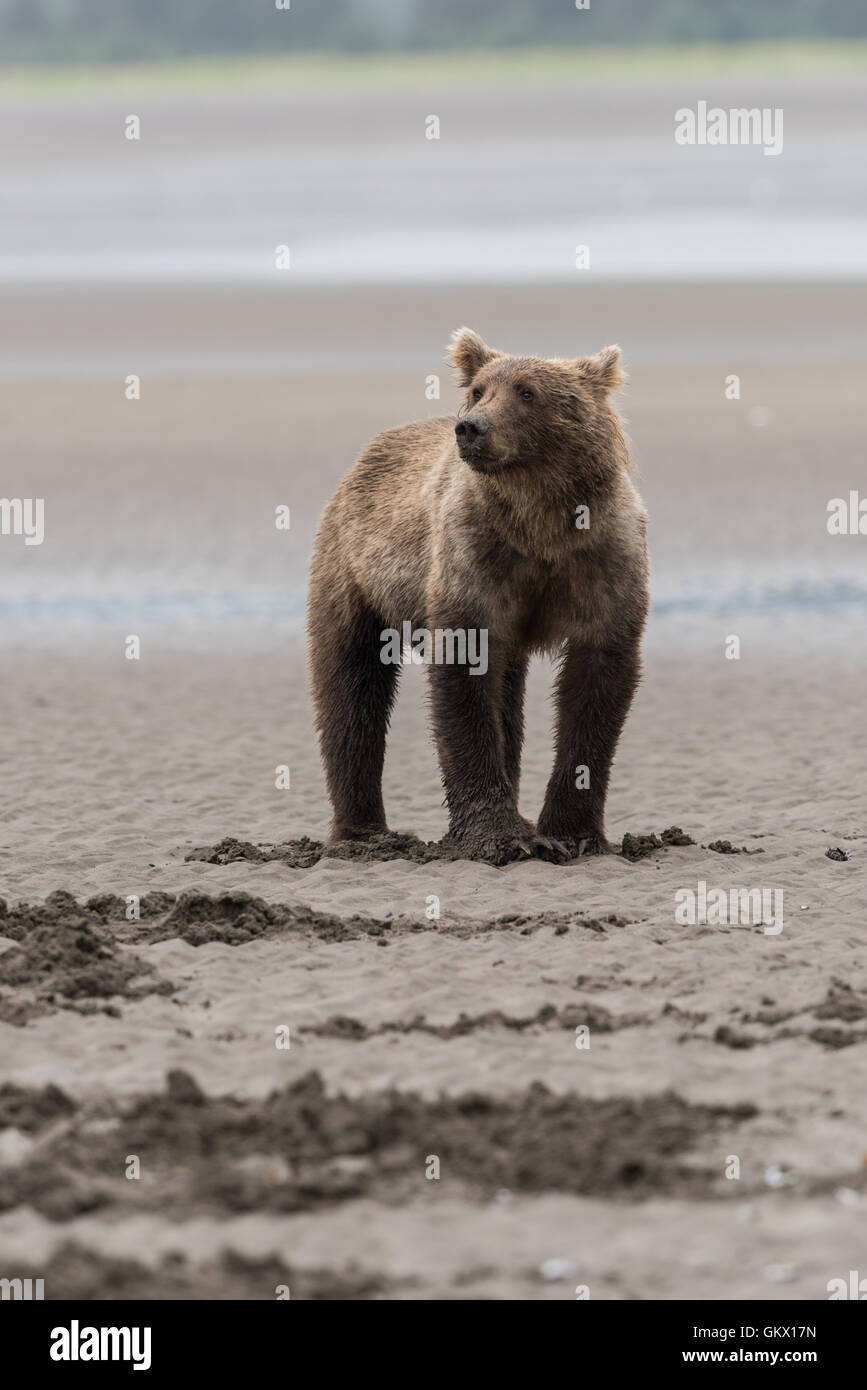 Alaskan Braunbär am Strand. Stockfoto