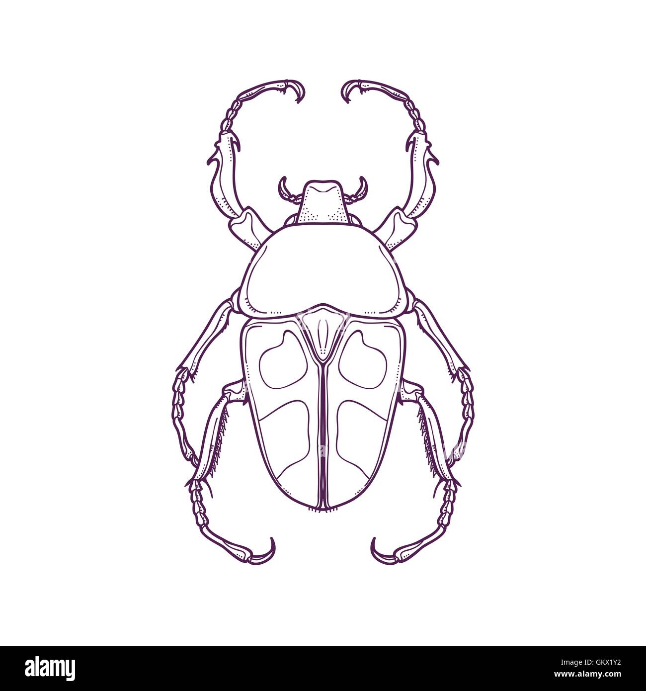 Vektor Illustration der Gliederung Beetle Bug Insekt Hand gezeichnet zum Ausmalen, Jumnos ruckeri Stock Vektor
