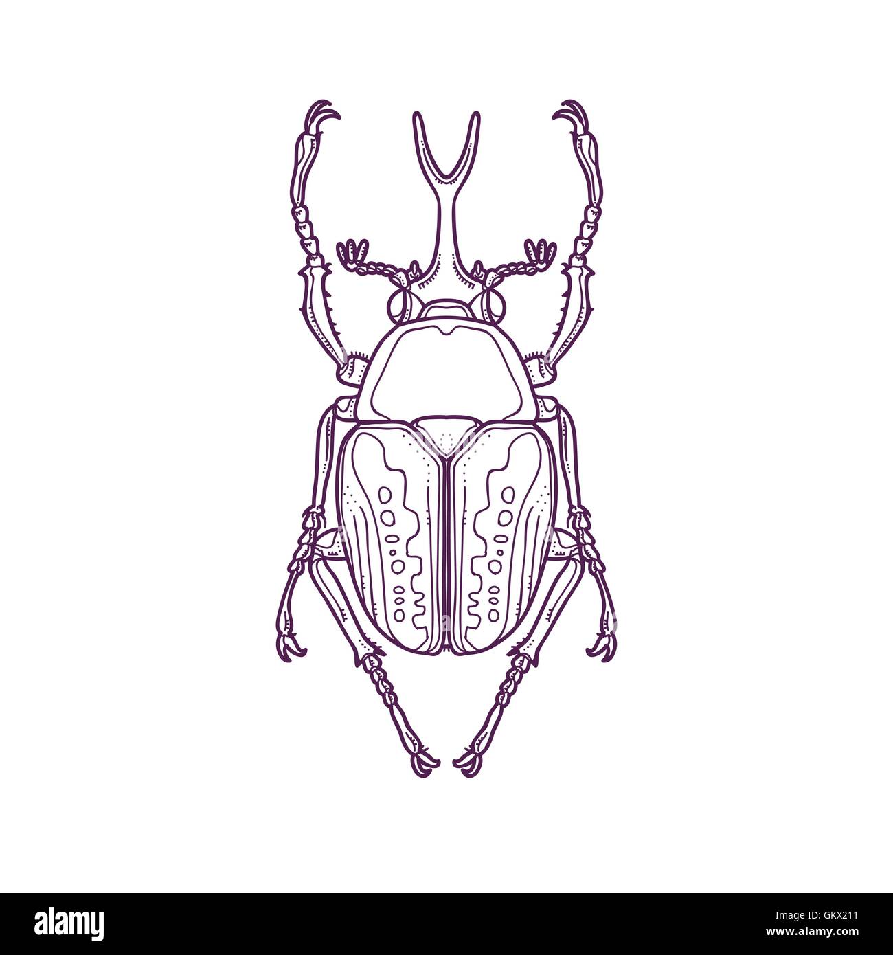 Vektor Illustration der Gliederung Skarabäus Beetle Bug Insekt Hand gezeichnet, Megalorrhina Harrisi procera Stock Vektor