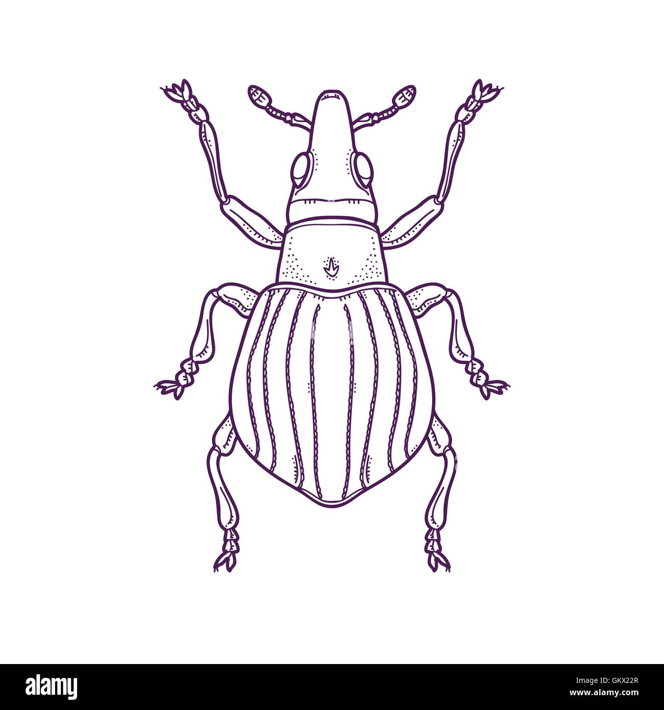 Vektor Illustration der Gliederung Beetle Bug Insekt Hand gezeichnet, Apion artemisiae Stock Vektor