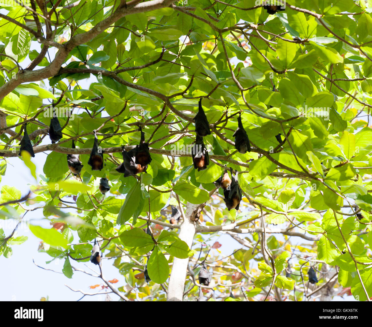 Pack der Flughunde hängt an einem Baum, Thailand Stockfoto
