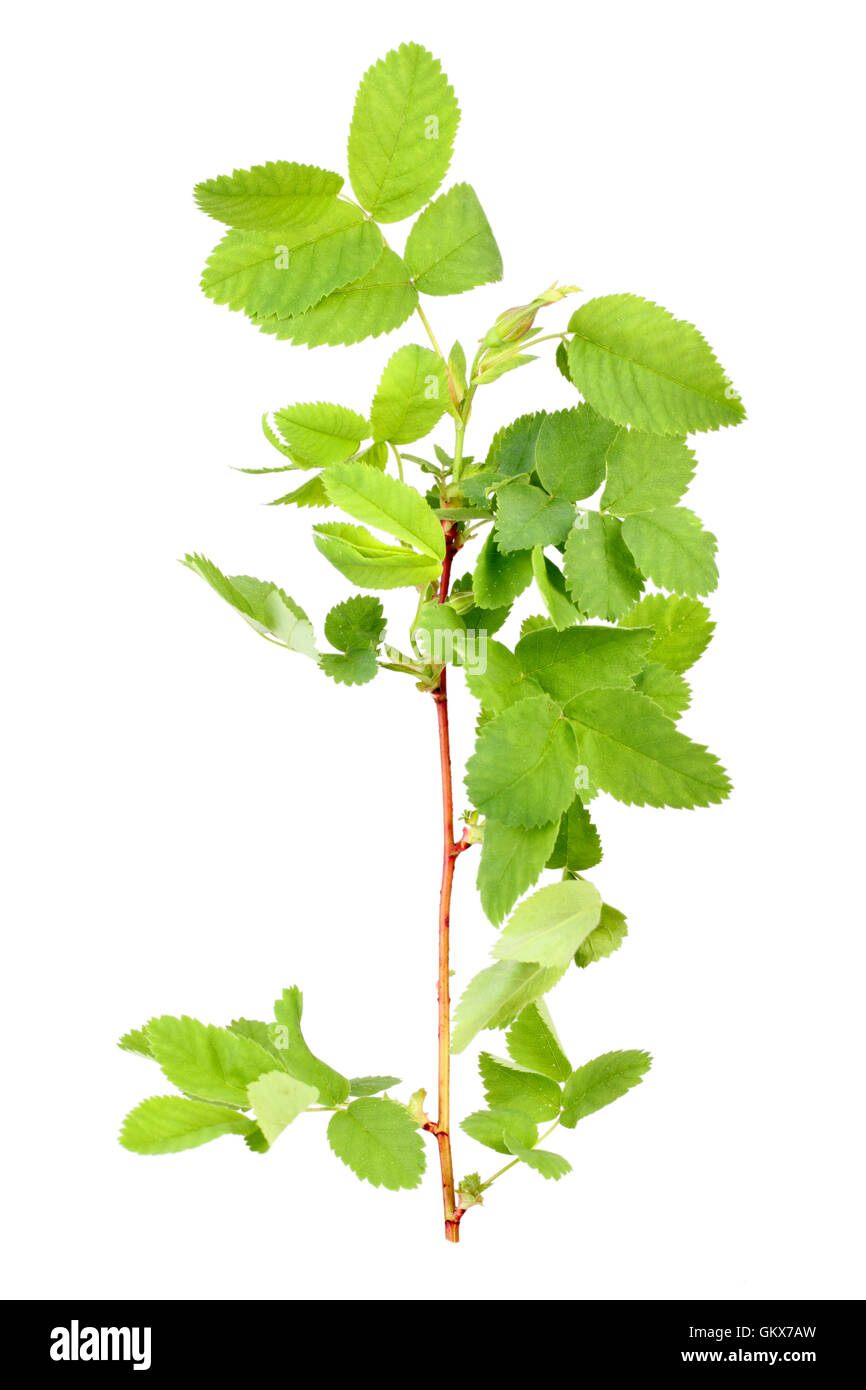 Zweig mit Knospe und grünes Blatt Stockfoto