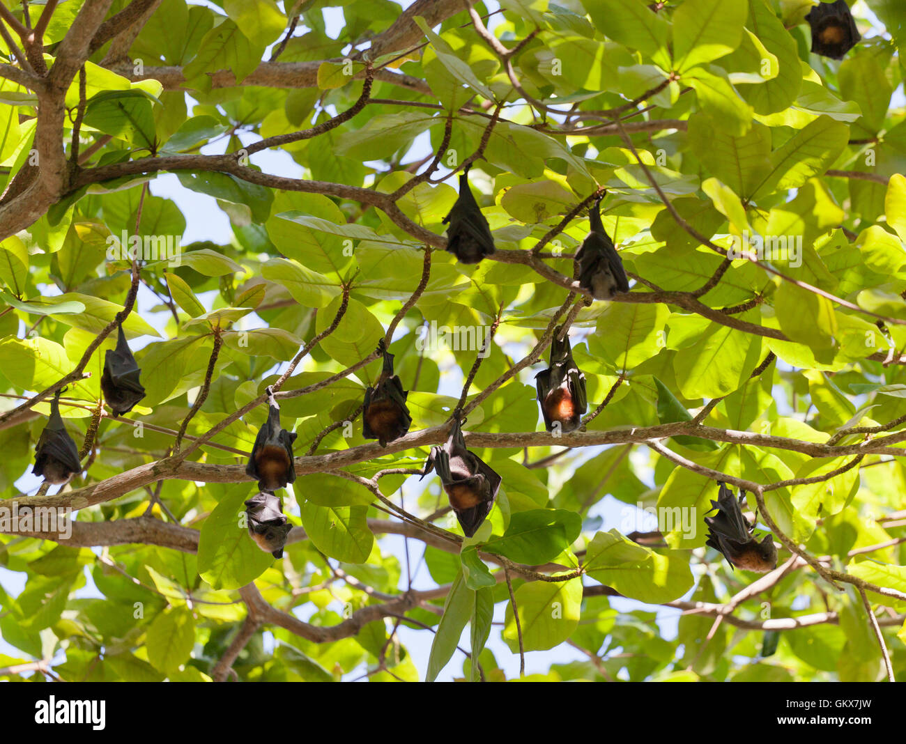 Viele Flughunde hängen an einem Baum, Thailand Stockfoto