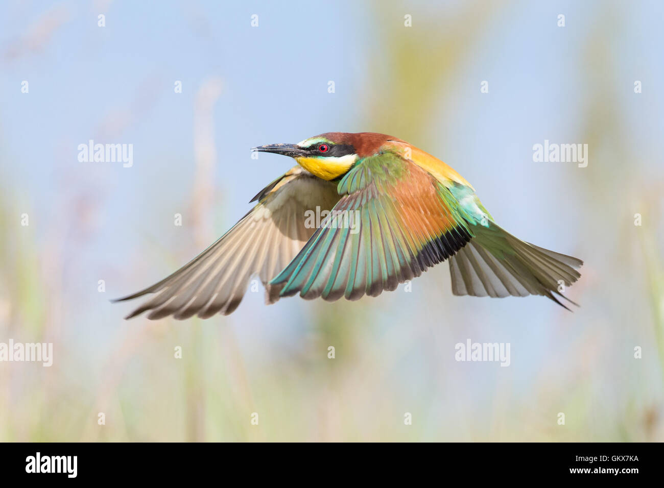 Europäische Bienenfresser (Merops Apiaster) im Flug über eine Wiese Stockfoto