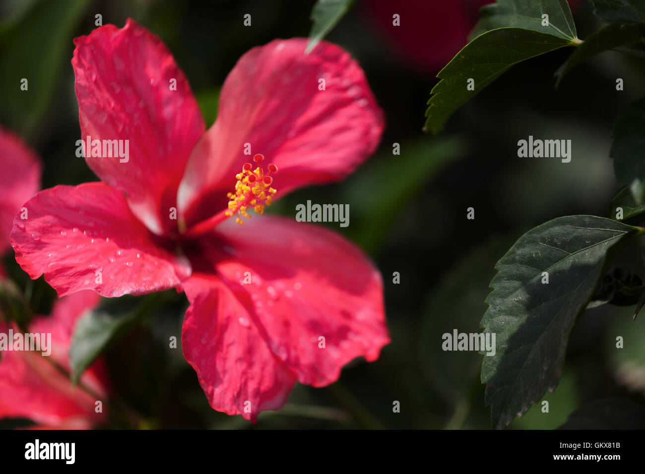 Roter Hibiskus gegen Laub Stockfoto