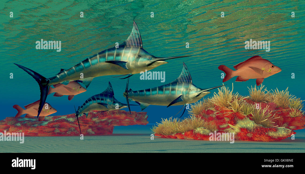Marlin-Riff Stockfoto