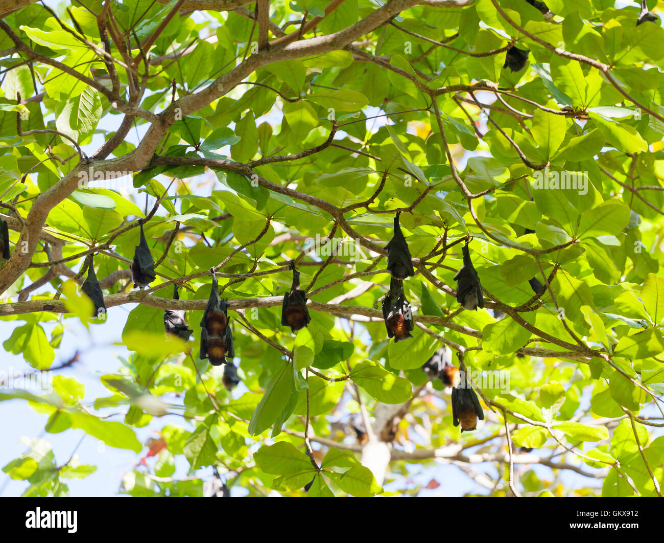 Flughunde hängen Äste, Thailand Stockfoto