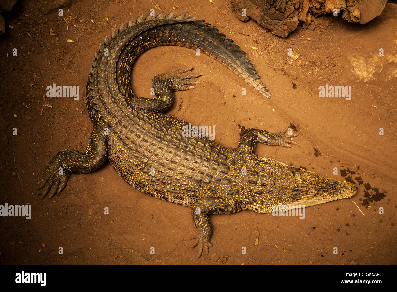 Riesige Salzwasser Krokodil von oben - von oben nach unten Blick auf das Krokodil auf nassem Sand Strand Stockfoto