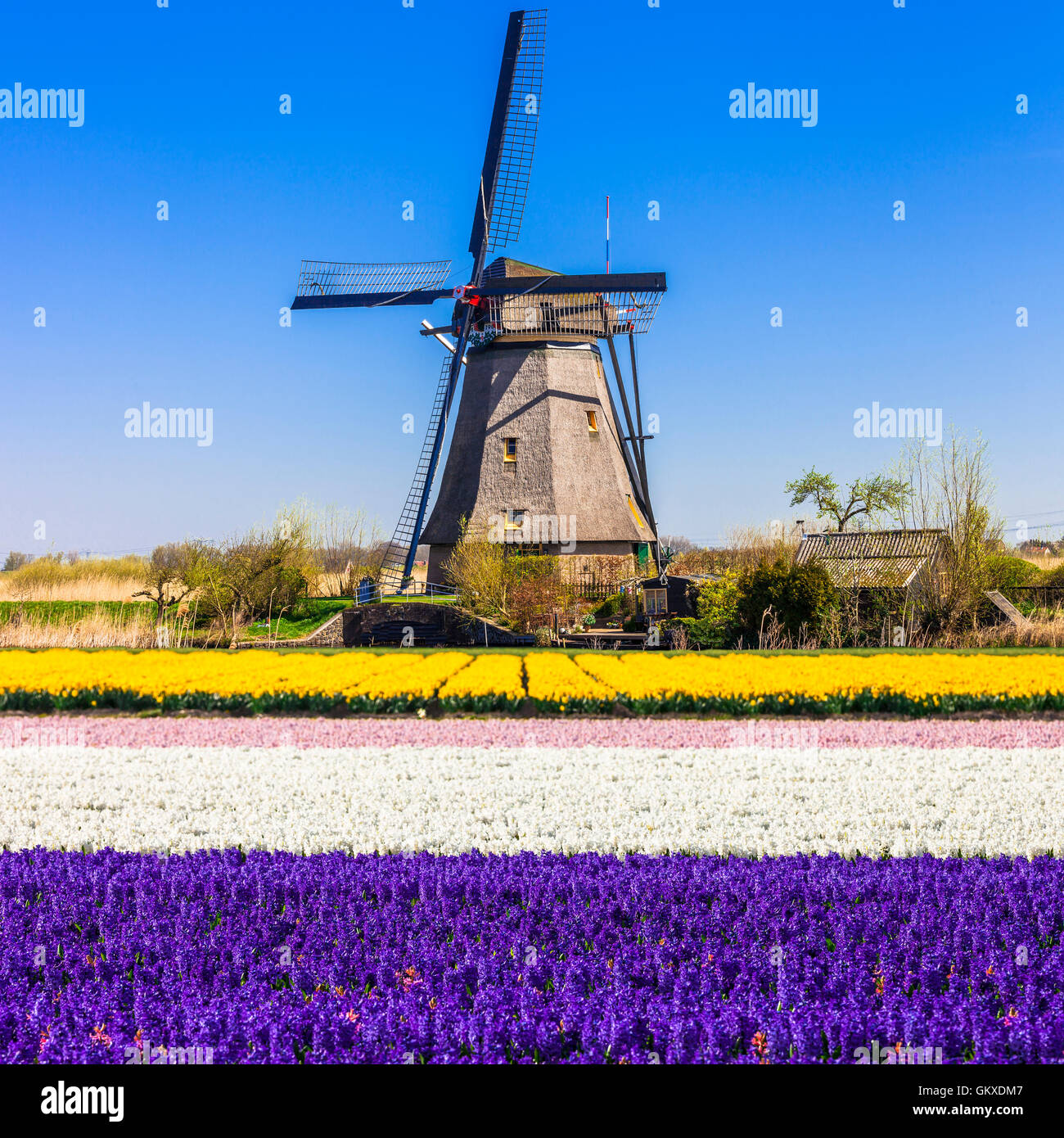 Traditionelle Holland Landschaft - Feld von Zwiebelblumen und Windmühle Stockfoto