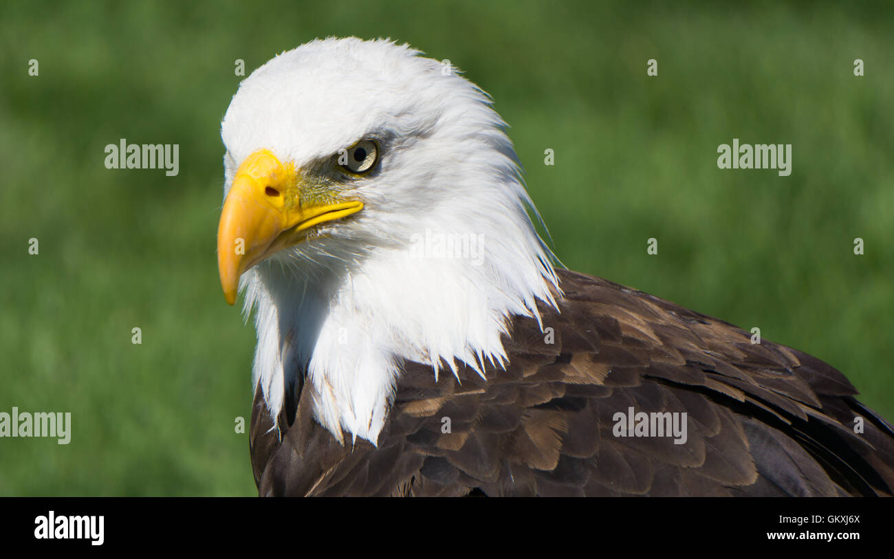 Weißkopf-Seeadler in Alberta Birds Of Prey Stockfoto