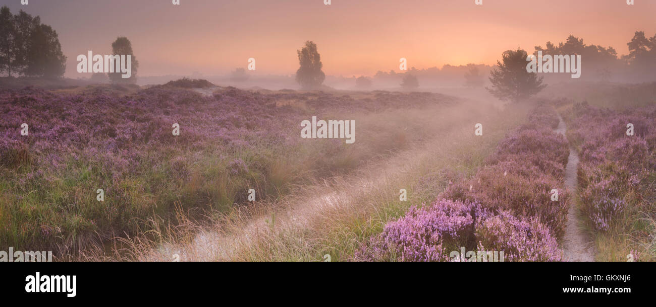 Weg durch blühende Heide an einem nebligen Morgen bei Sonnenaufgang, fotografiert in den Niederlanden. Stockfoto