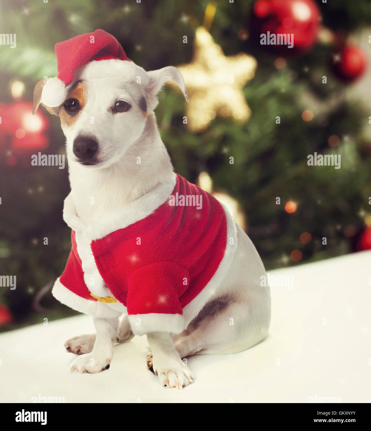 Hund Jack Russell verkleidet als Weihnachtsmann in Weihnachtsthema Stockfoto