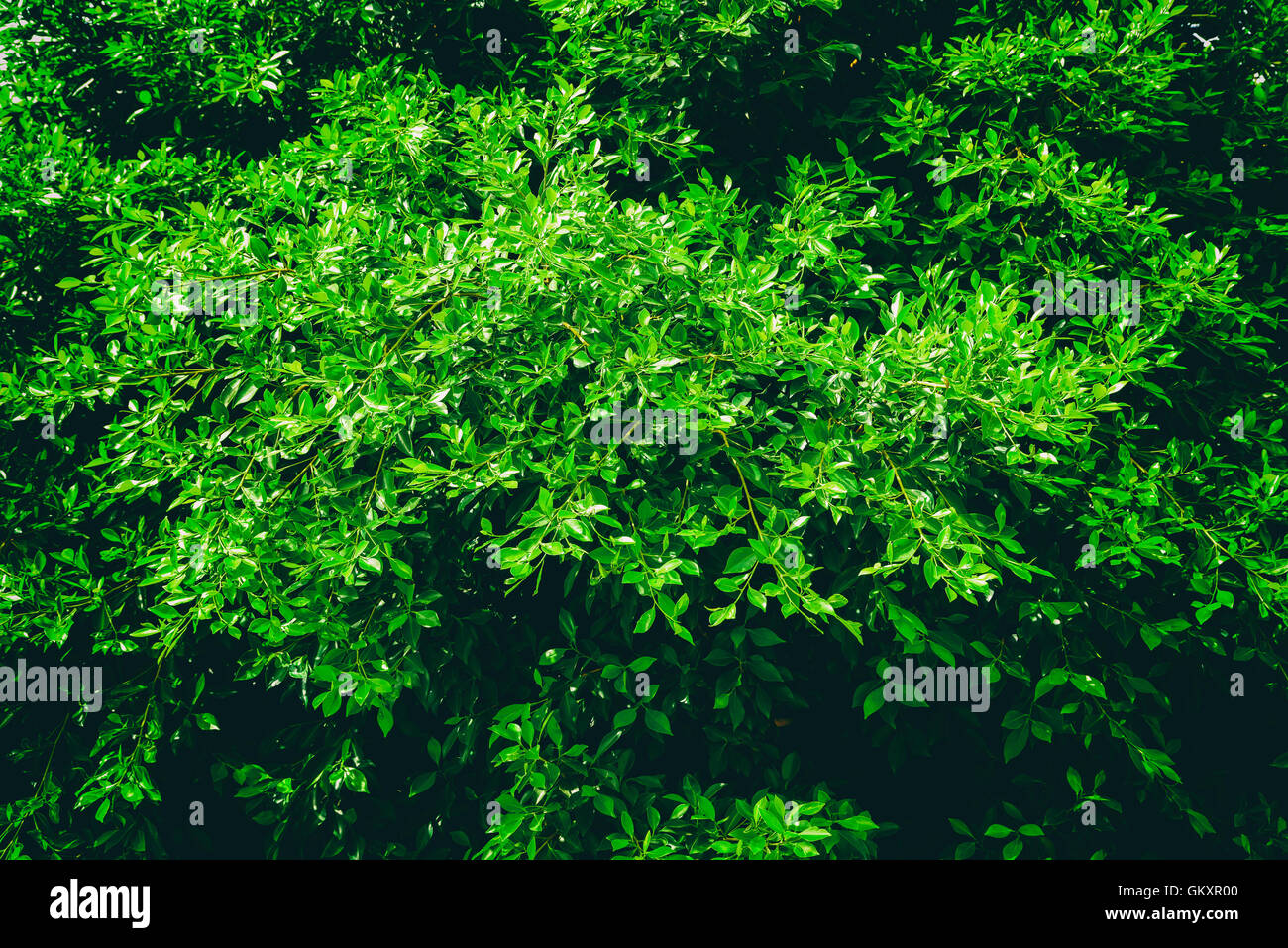 Grüner Baum Laub im Frühjahr Stockfoto