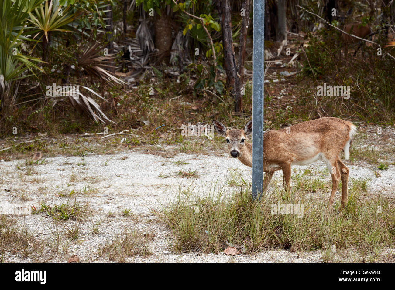 Key Deer peeking um ein Schild Stockfoto