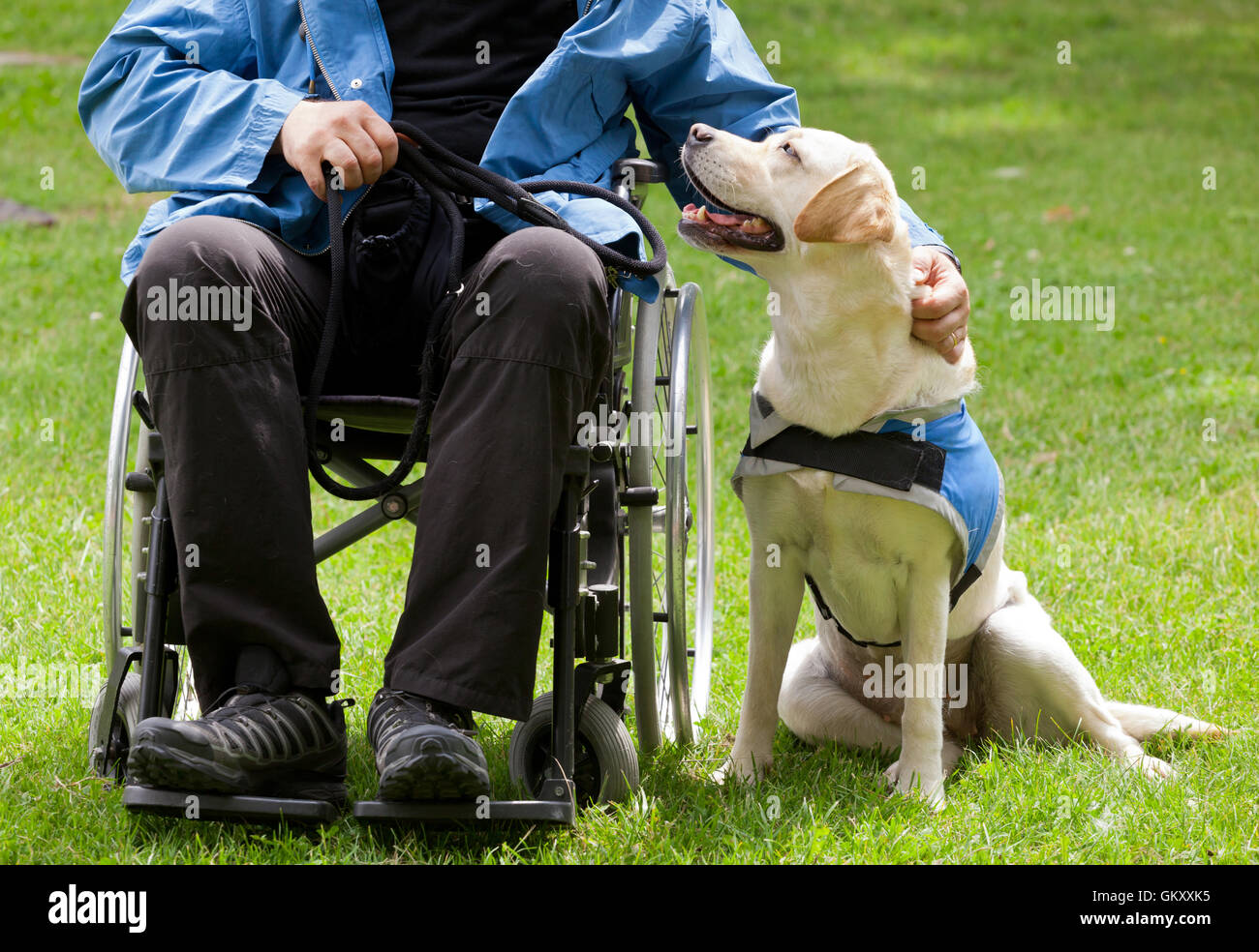 Labrador Hund und seinem behinderten Besitzer auf dem grünen Rasen. Stockfoto