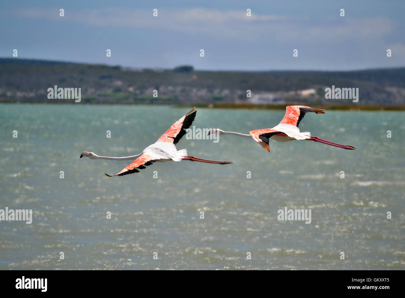 Paar von Flamingos (Phoenicopteridae) im Flug bei Churchhaven, in der Nähe von Langebaan, West Coast, South Africa Stockfoto