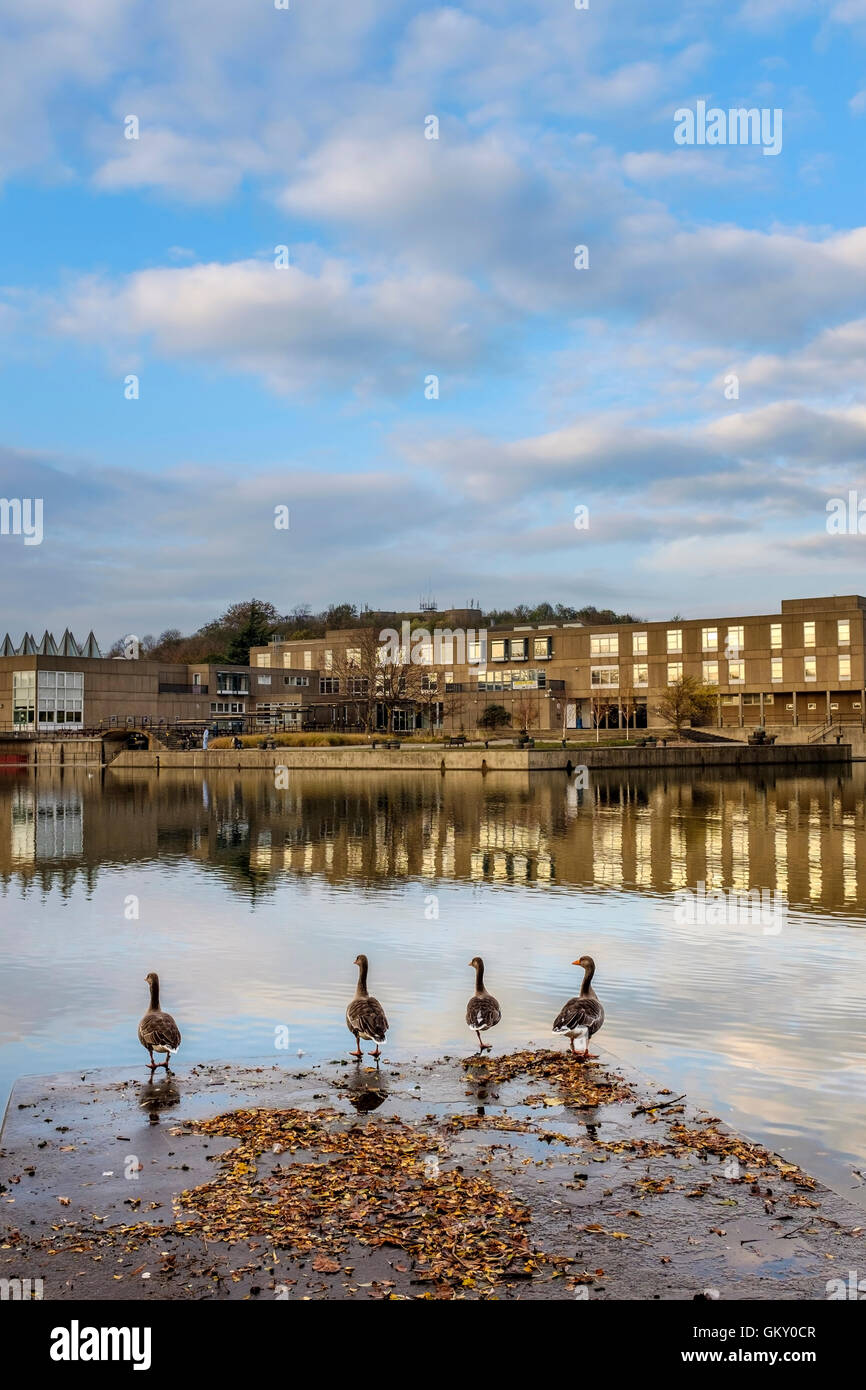 Gänse auf dem See, Vanbrugh College der University of York Stockfoto