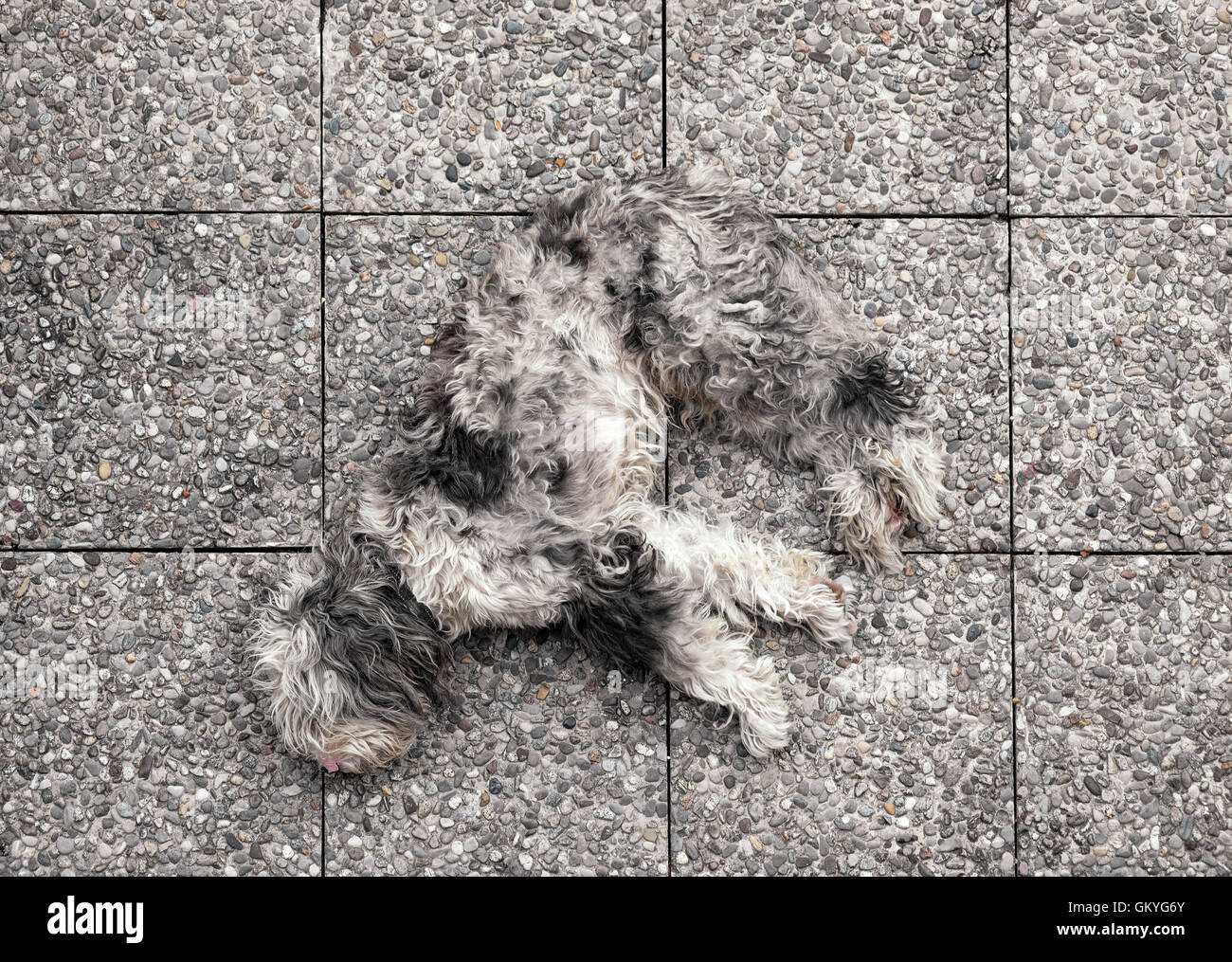 Shaggy grauer Hund liegend ausgestreckt schlafen auf fleckige Pflaster Fliesen von oben nach unten gesehen Stockfoto