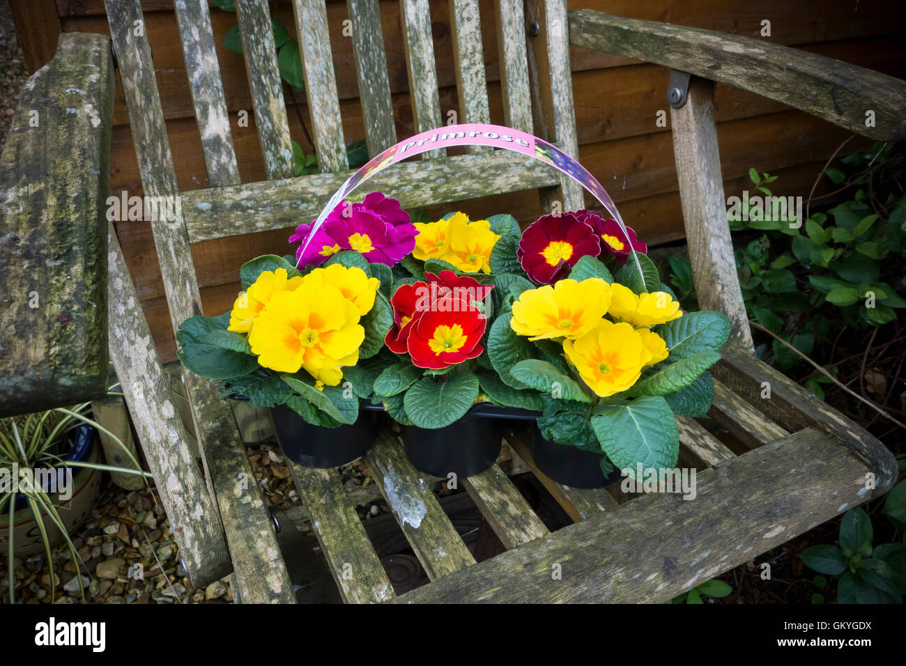 Sechs verschiedene farbige Primula Blume Pflanzen bereit, auf eine alte Gartenstuhl ausgepflanzt werden Stockfoto