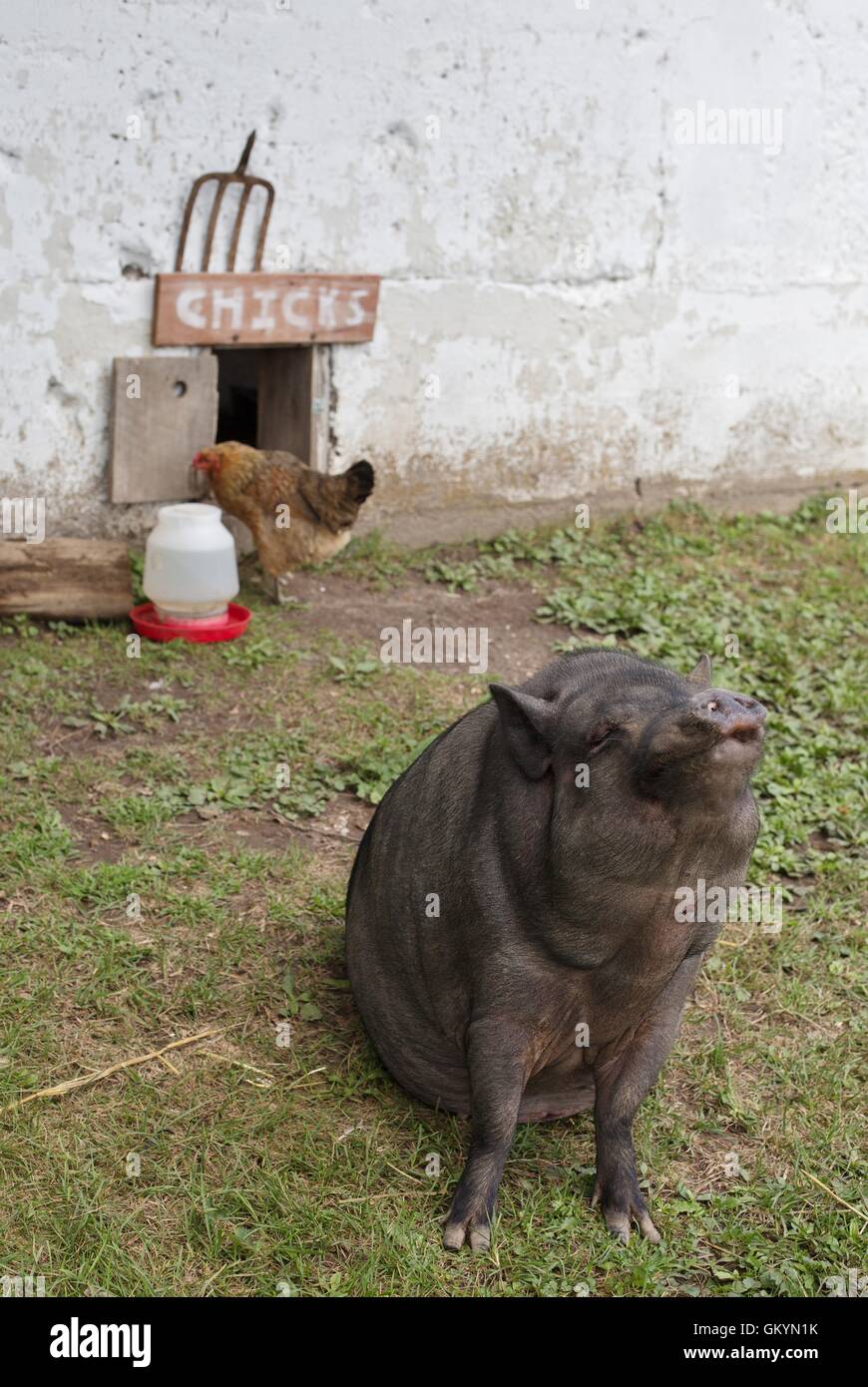 Ein Schwein sitzt vor einem Hühnerstall. Stockfoto