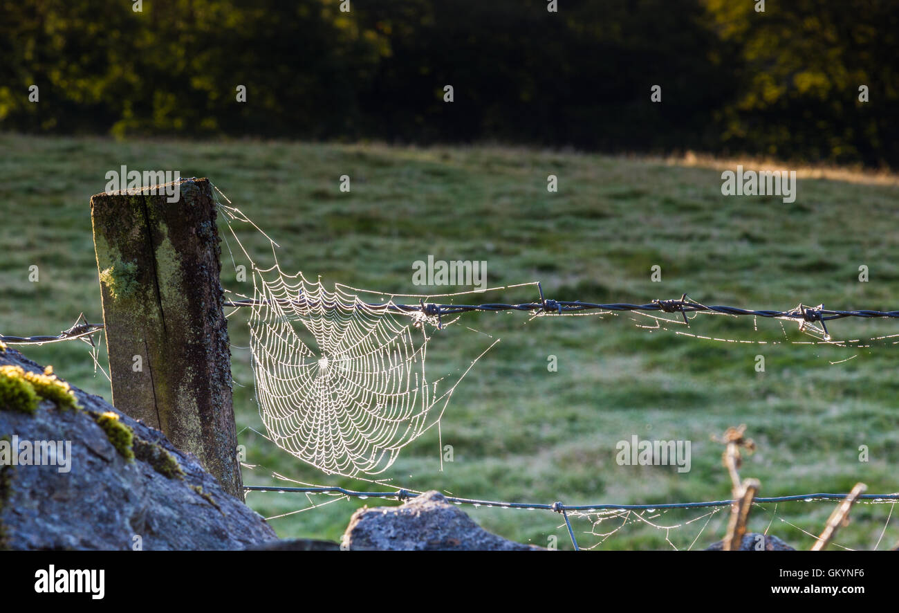 Feuchtigkeit-bedeckten Spinnennetz in eine Seenplatte Hecke, nea nahe Sawrey, Seenplatte, Cumbria Stockfoto