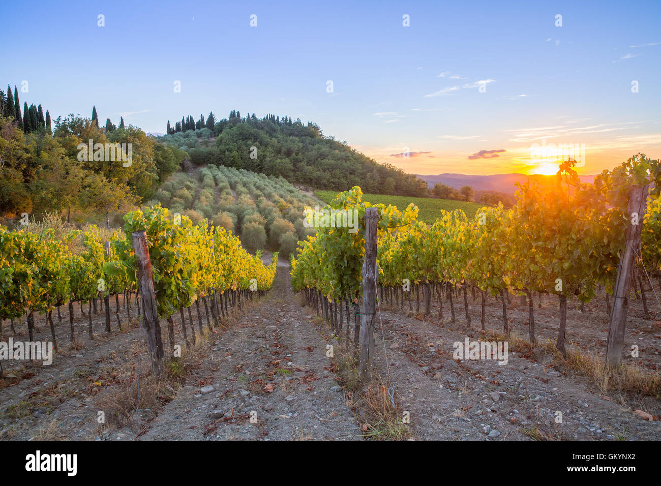 Letzten Sonnenstrahlen über Weinberge und Olivenbäume in der Chianti Region, Toskana, Italien. Stockfoto