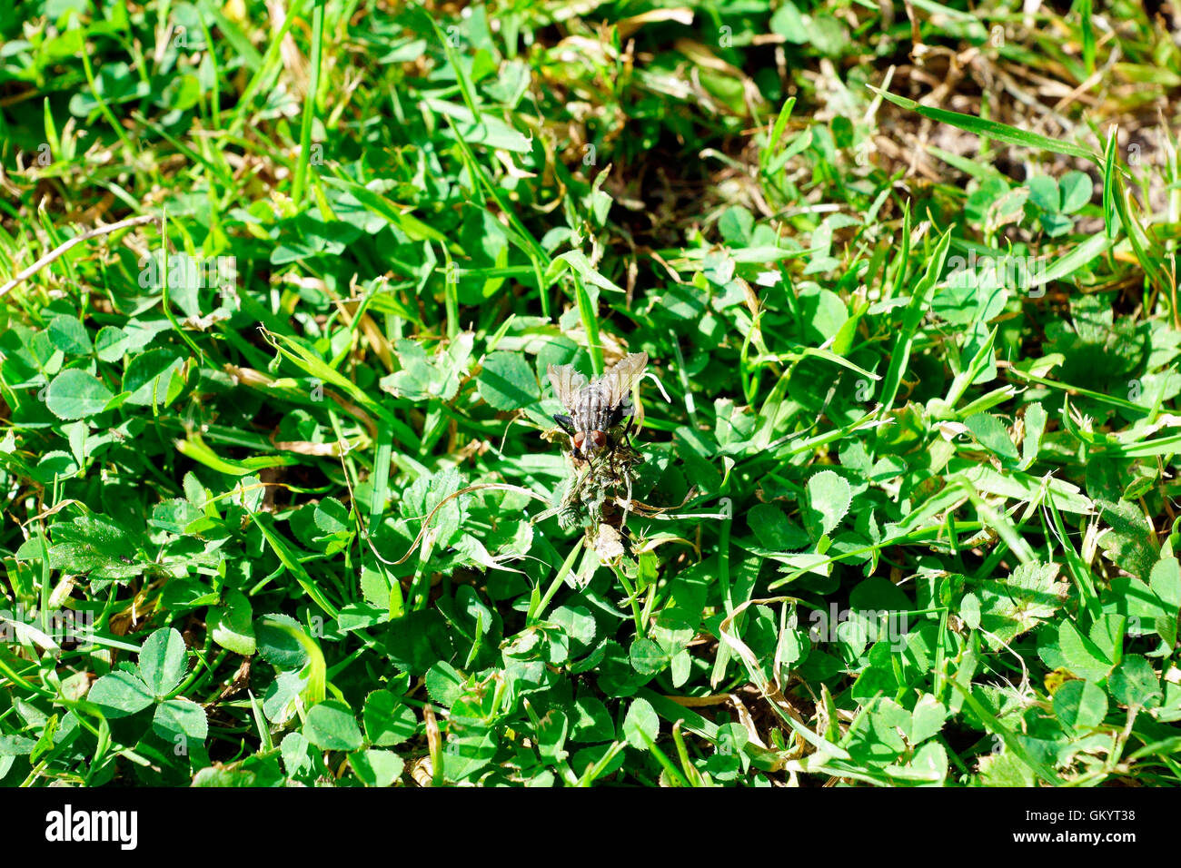 HAUS FLIEGEN AUF RASEN Stockfoto