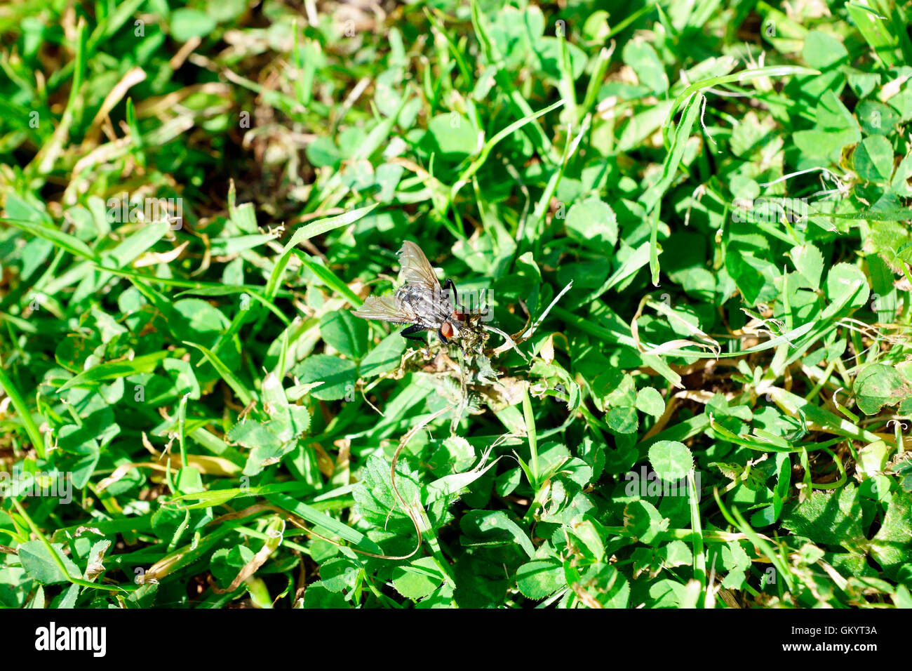 HAUS FLIEGEN AUF RASEN Stockfoto