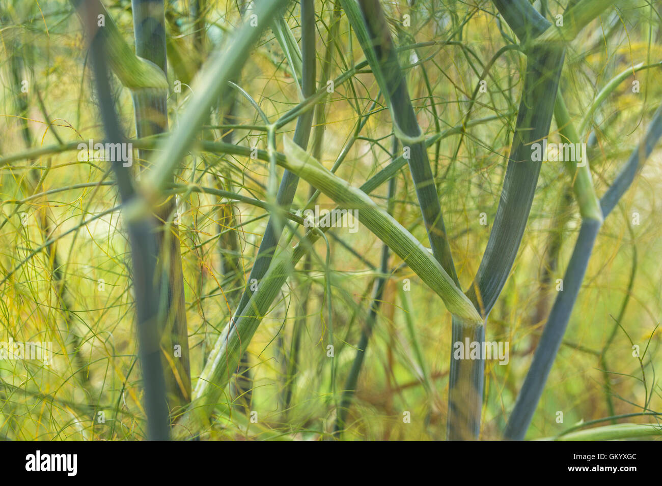 Fenchel. Stockfoto